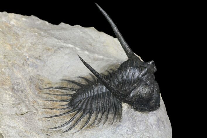 Excellent Kayserops megaspina Trilobite - Bou Lachrhal, Morocco #154302